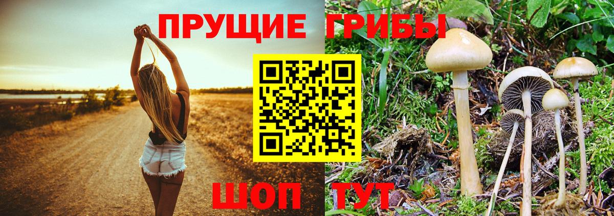 Галлюциногенные грибы MAGIC MUSHROOMS  Вход с VPN  цены наркотик  Краснознаменск  Галлюциногенные грибы Psilocybe 